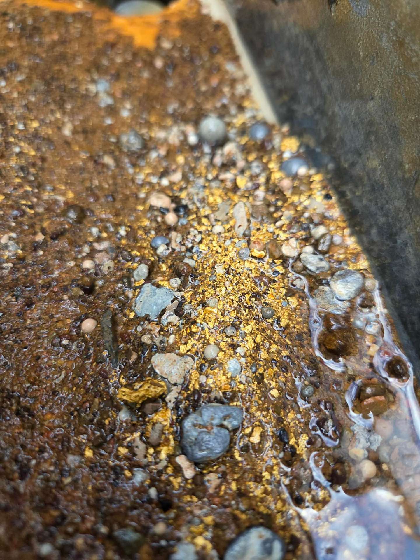 Concentrated alluvial gold captured in a sluice riffle